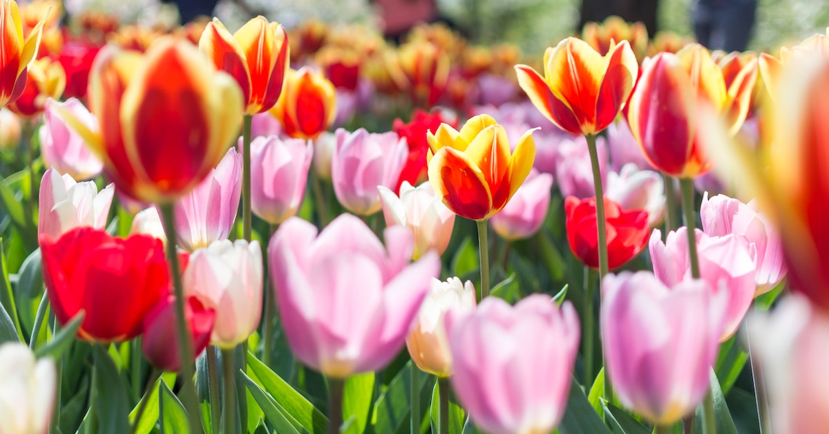 The Power of Flowers at the Philly Flower Show - vybe urgent care