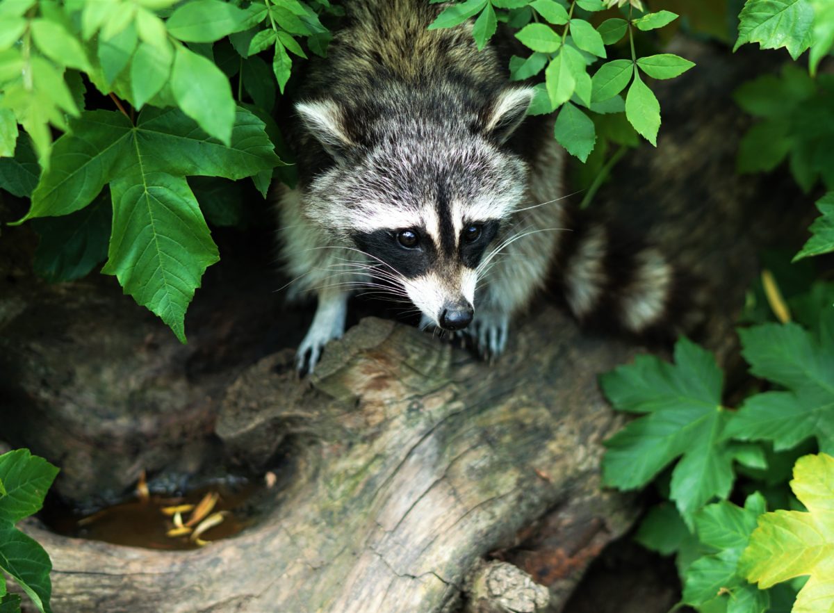 The Reality of Rabies: What to Know, What to Do - vybe urgent care The Reality of Rabies: What to Know, What to Do - vybe urgent care