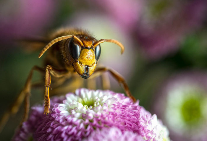 Keep Summertime Sweet with Bee Sting Safety