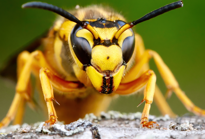 What To Do for a Wasp Sting