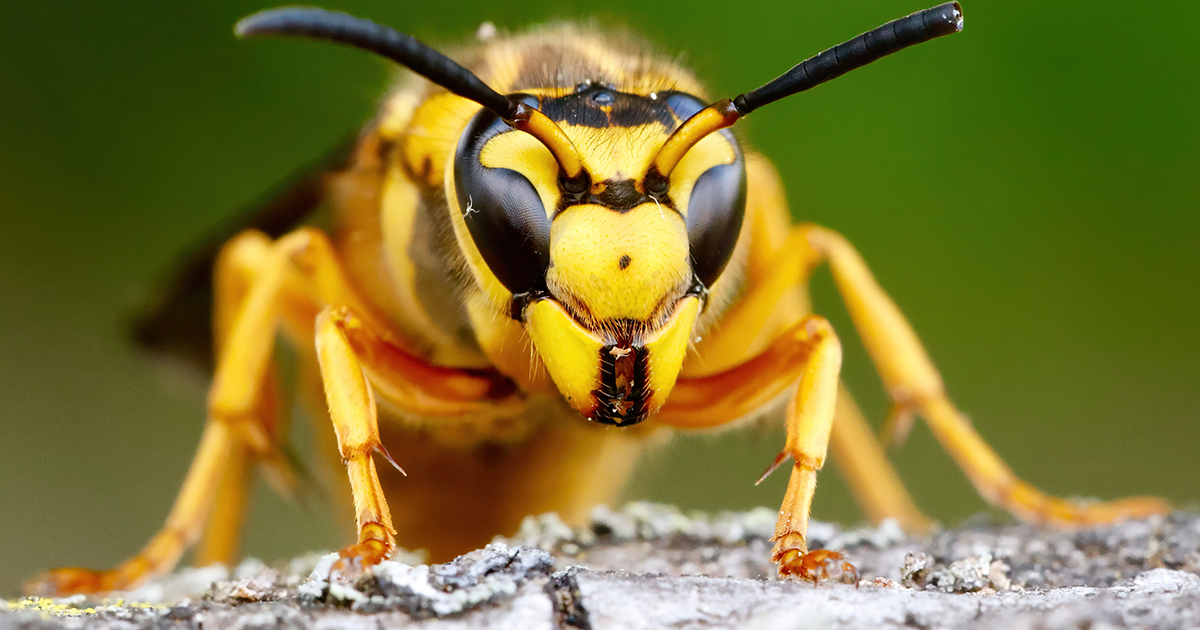 What To Do for a Wasp Sting